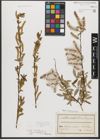 Foto von Salix triandra subsp. amygdalina (L.) Schübl. & G. Martens